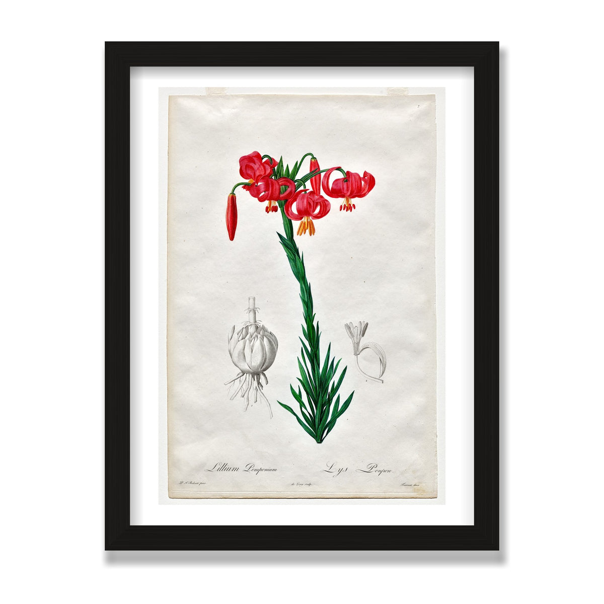 Turban Lily (Les Liliacées), 12 × 16 in, Black Oak frame