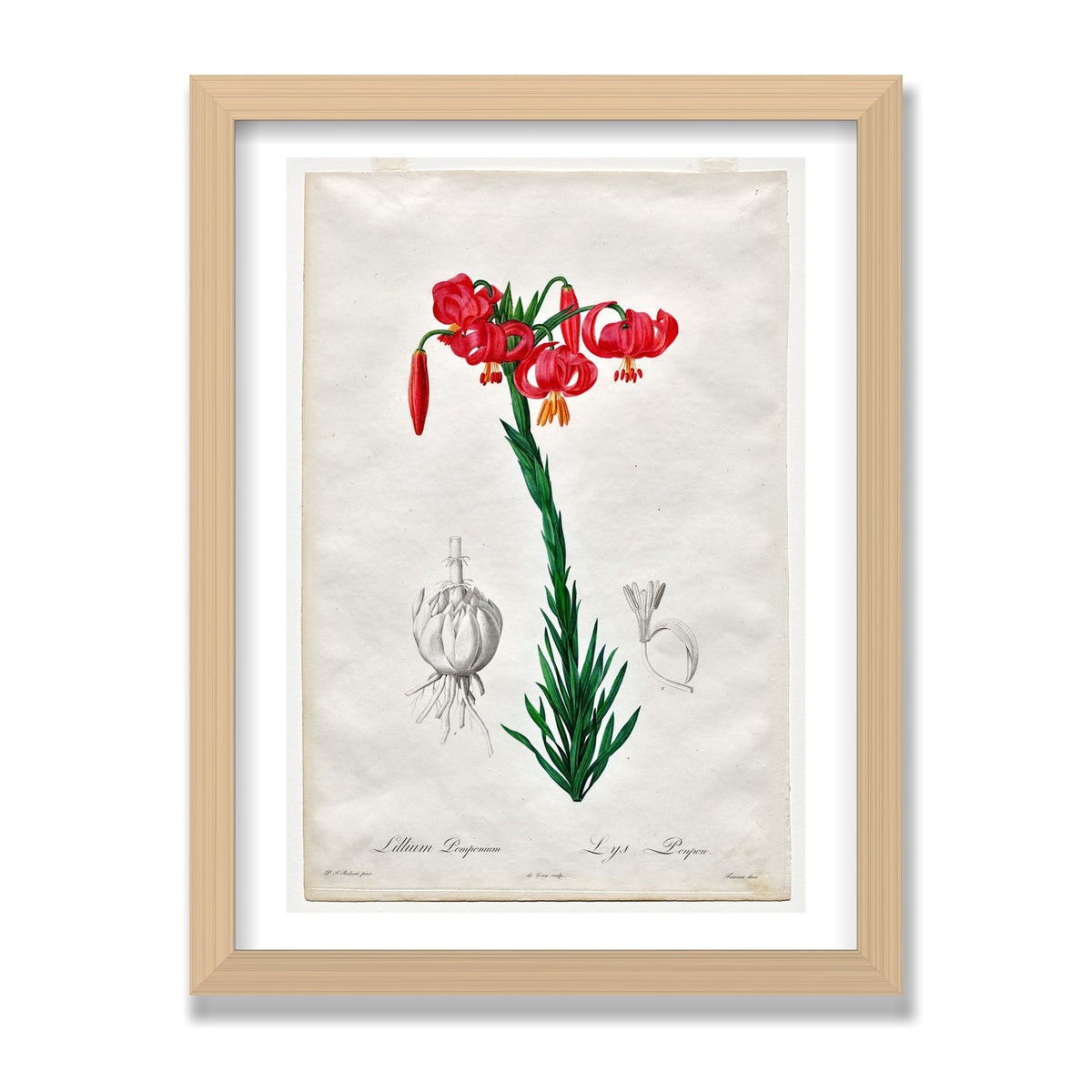Turban Lily (Les Liliacées), 12 × 16 in, Natural Oak frame