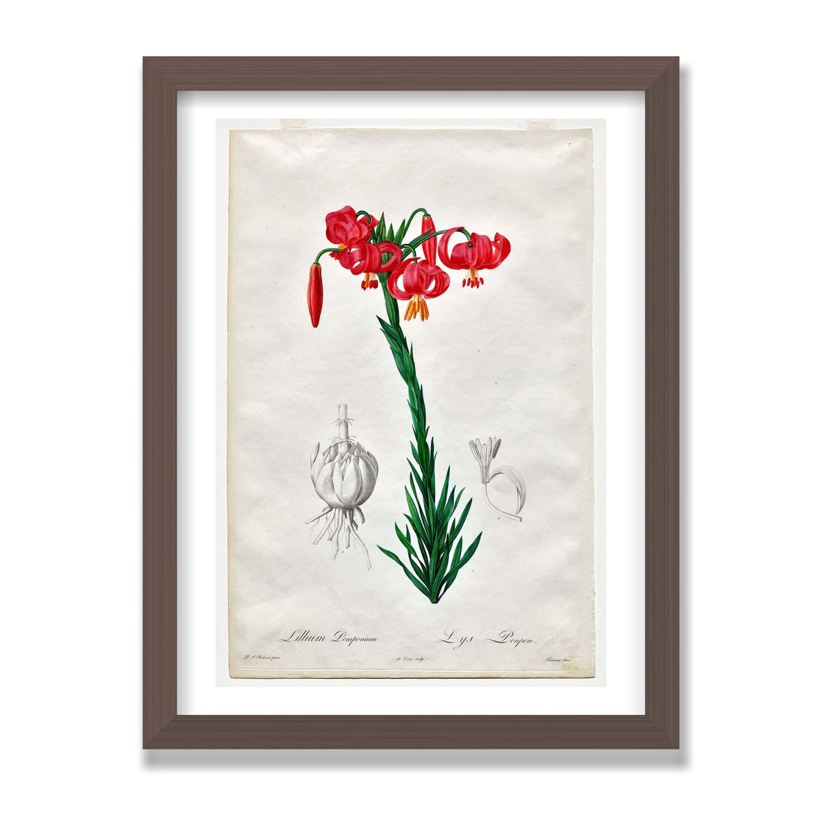Turban Lily (Les Liliacées), 12 × 16 in, Walnut frame