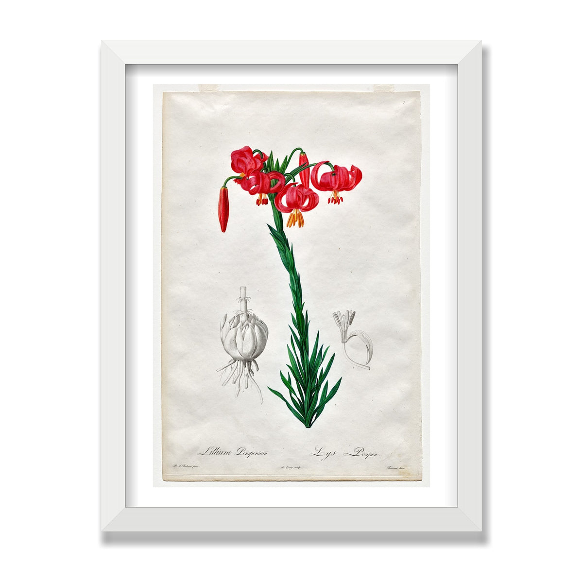 Turban Lily (Les Liliacées), 12 × 16 in, White Satin frame