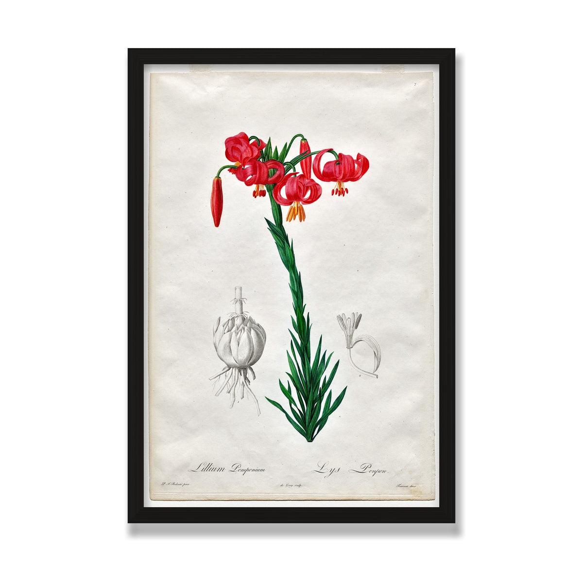 Turban Lily (Les Liliacées), 16 × 24 in, Black Oak frame