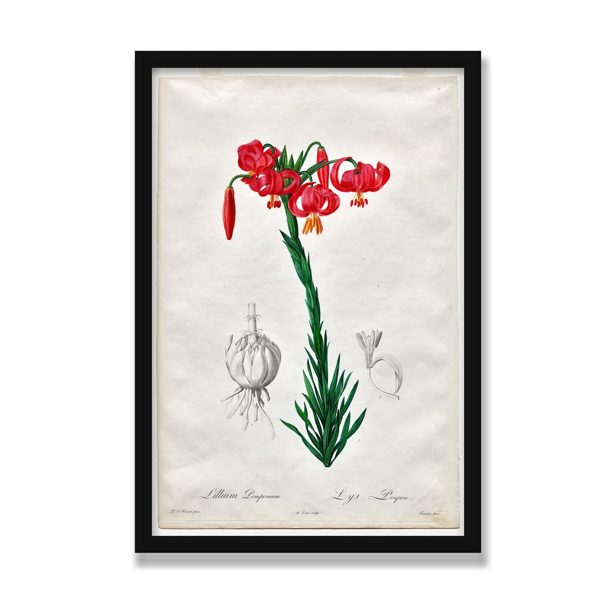 Turban Lily (Les Liliacées), 16 × 24 in, Black Satin frame