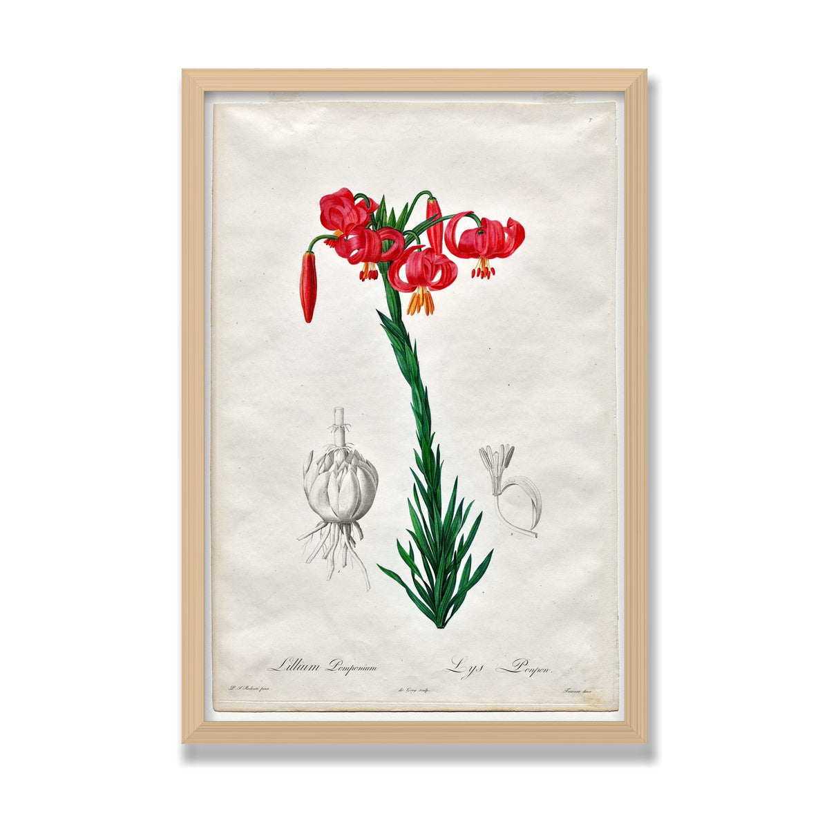 Turban Lily (Les Liliacées), 16 × 24 in, Natural Oak frame