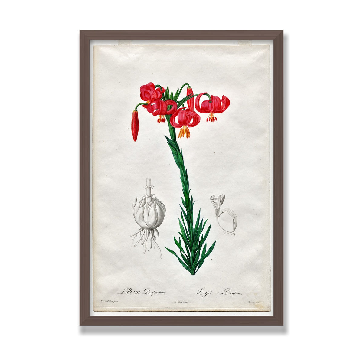 Turban Lily (Les Liliacées), 16 × 24 in, Walnut frame