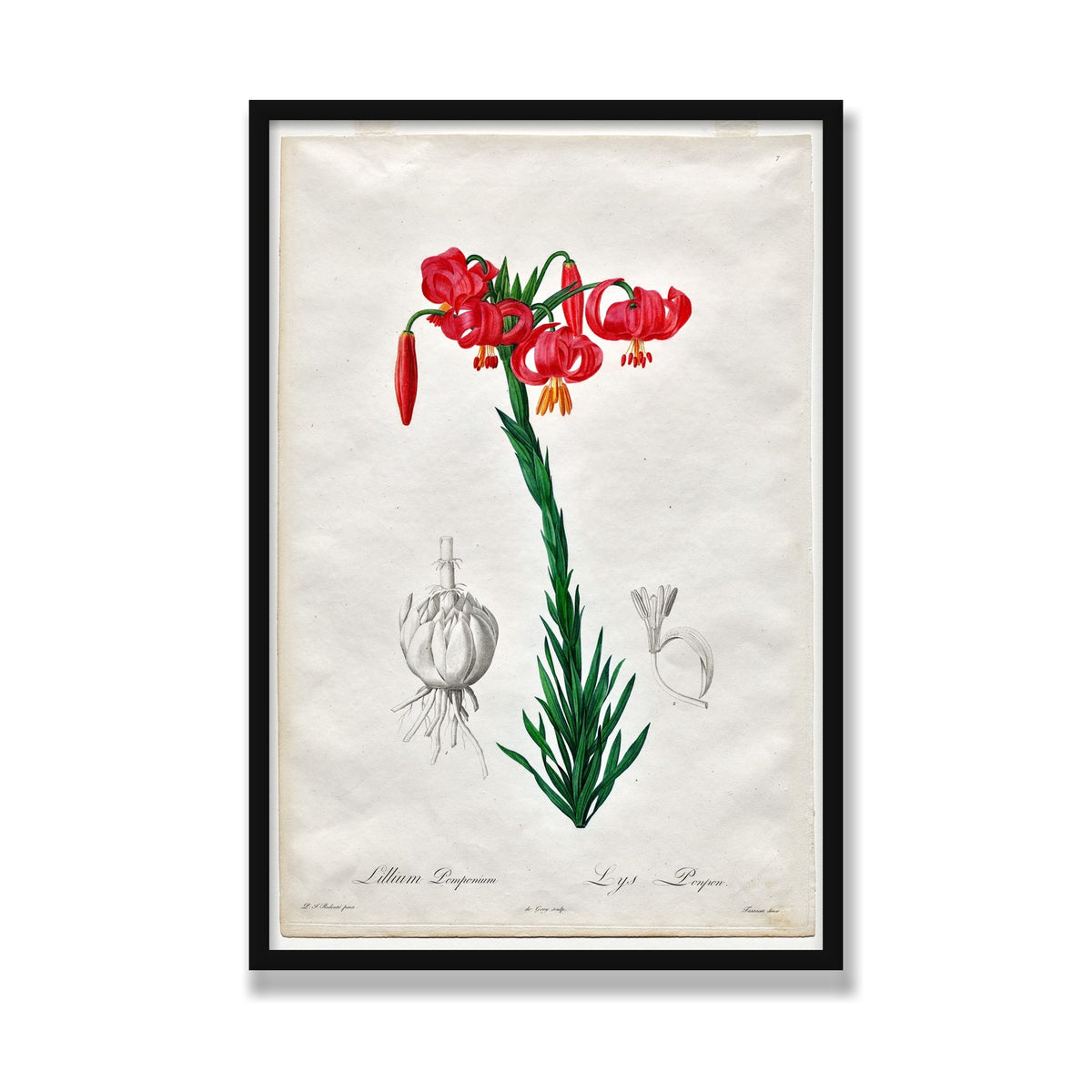 Turban Lily (Les Liliacées), 24 × 36 in, Black Satin frame