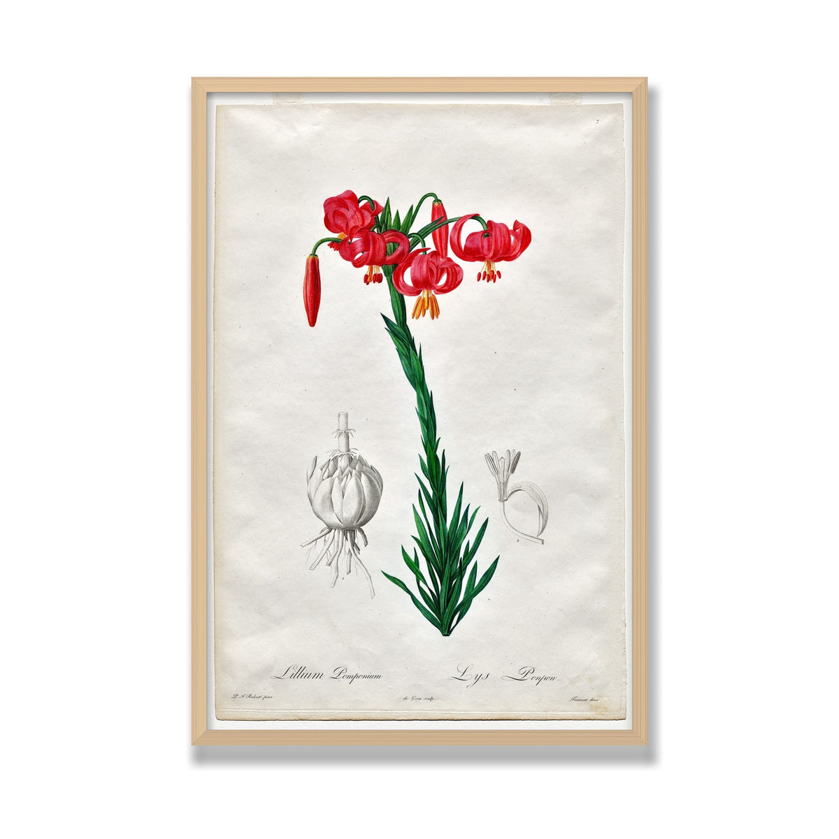 Turban Lily (Les Liliacées), 24 × 36 in, Natural Oak frame