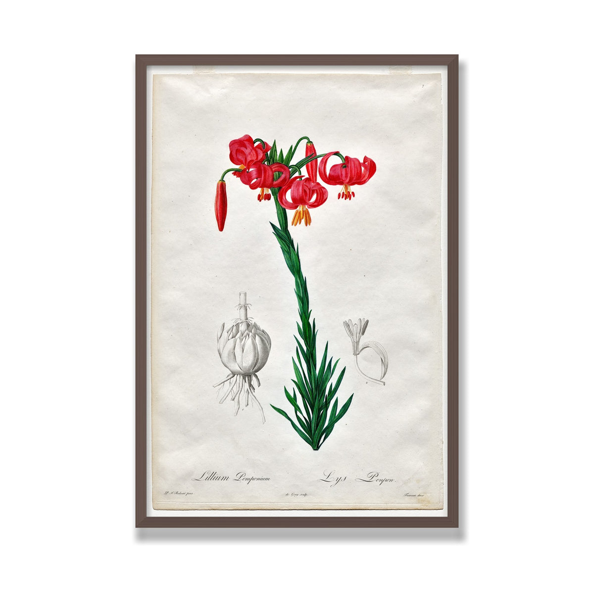 Turban Lily (Les Liliacées), 24 × 36 in, Walnut frame