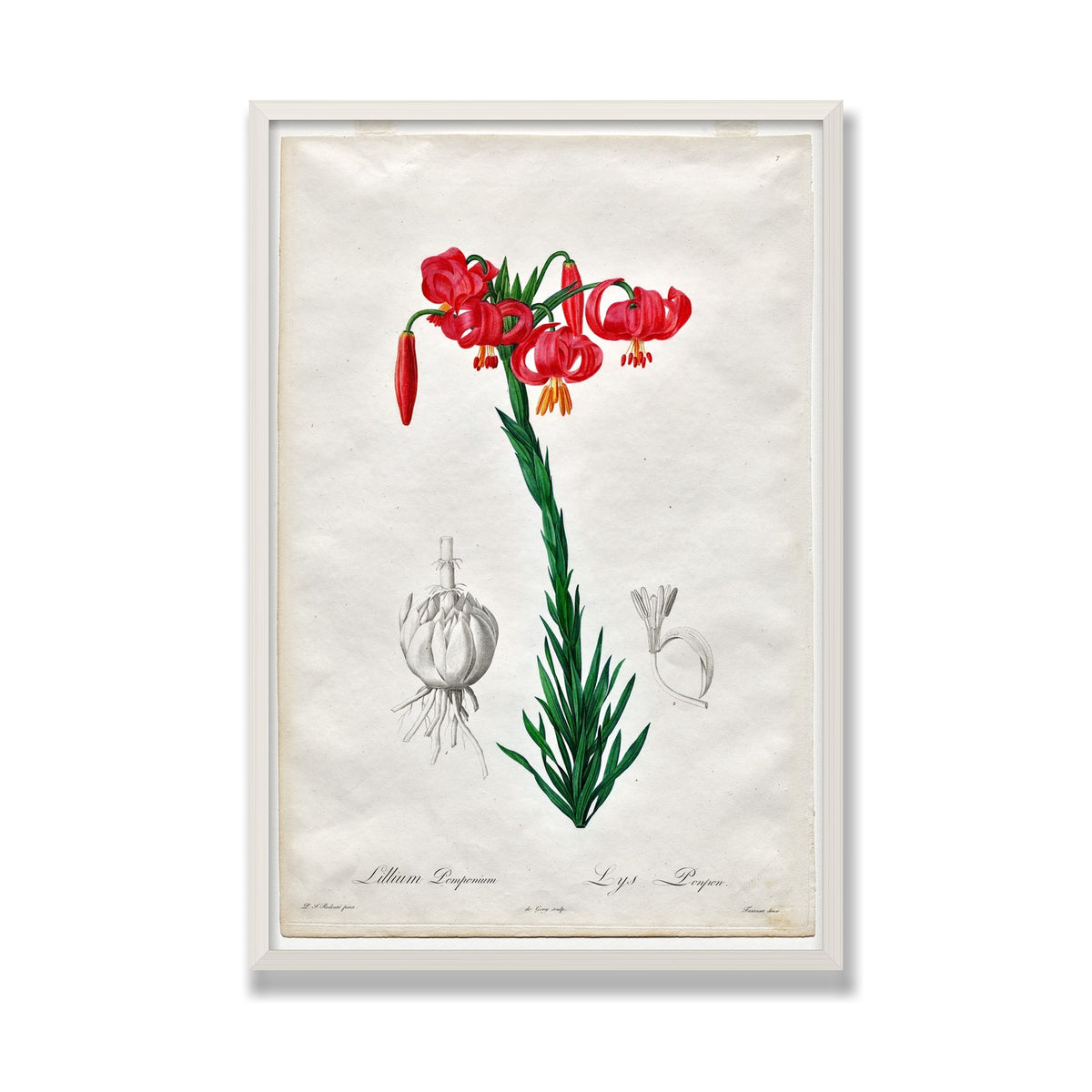 Turban Lily (Les Liliacées), 24 × 36 in, White Oak frame