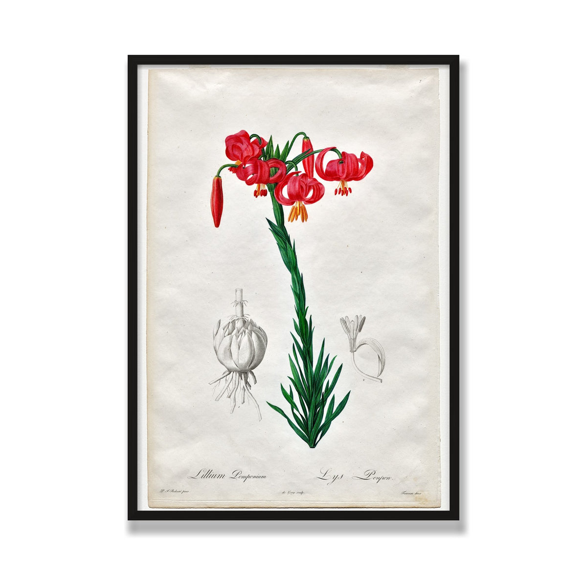 Turban Lily (Les Liliacées), 28 × 40 in, Black Oak frame