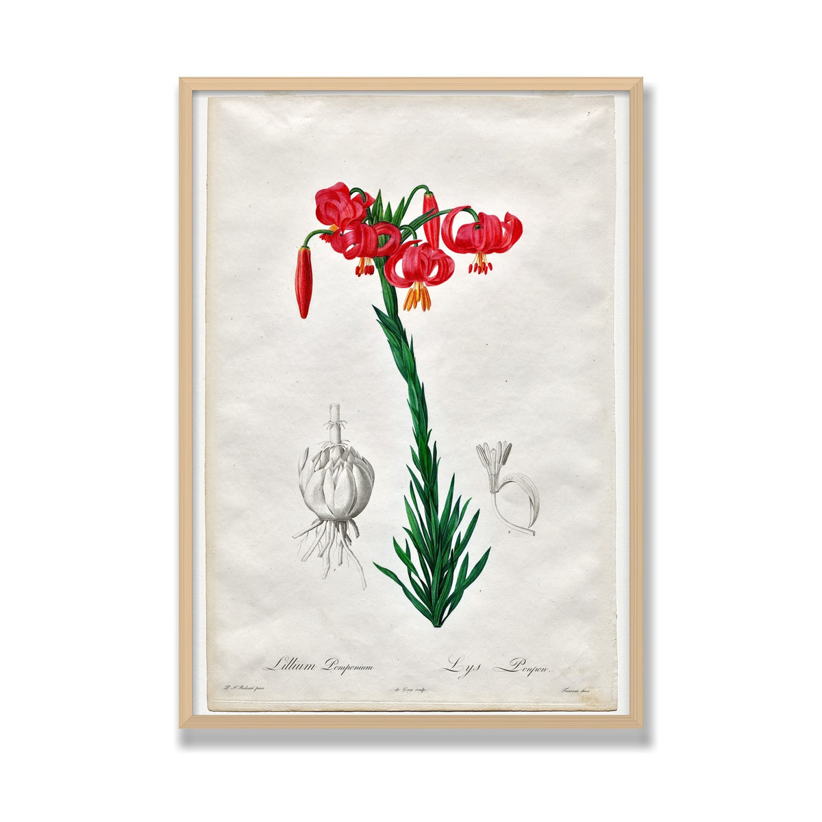 Turban Lily (Les Liliacées), 28 × 40 in, Natural Oak frame