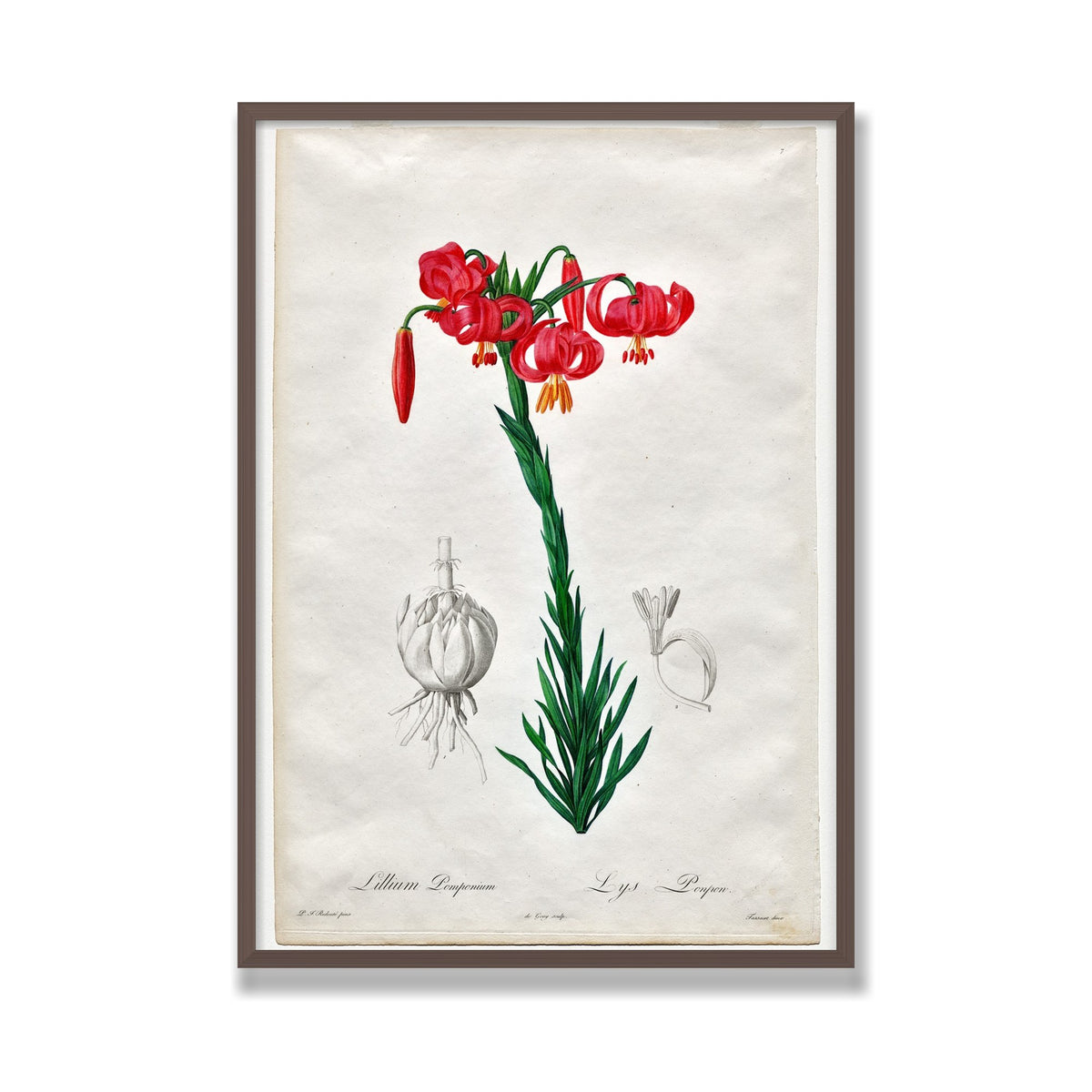 Turban Lily (Les Liliacées), 28 × 40 in, Walnut frame