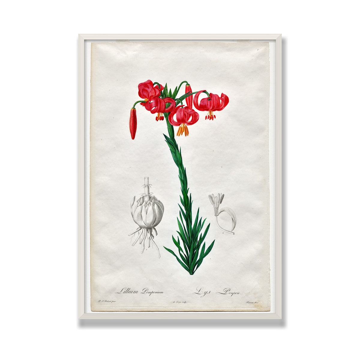 Turban Lily (Les Liliacées), 28 × 40 in, White Oak frame