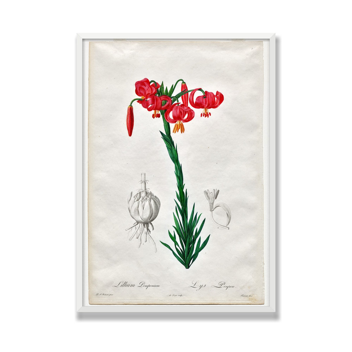 Turban Lily (Les Liliacées), 28 × 40 in, White Satin frame