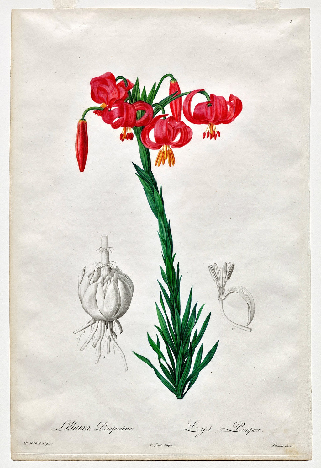 Turban Lily (Les Liliacées), unframed artwork