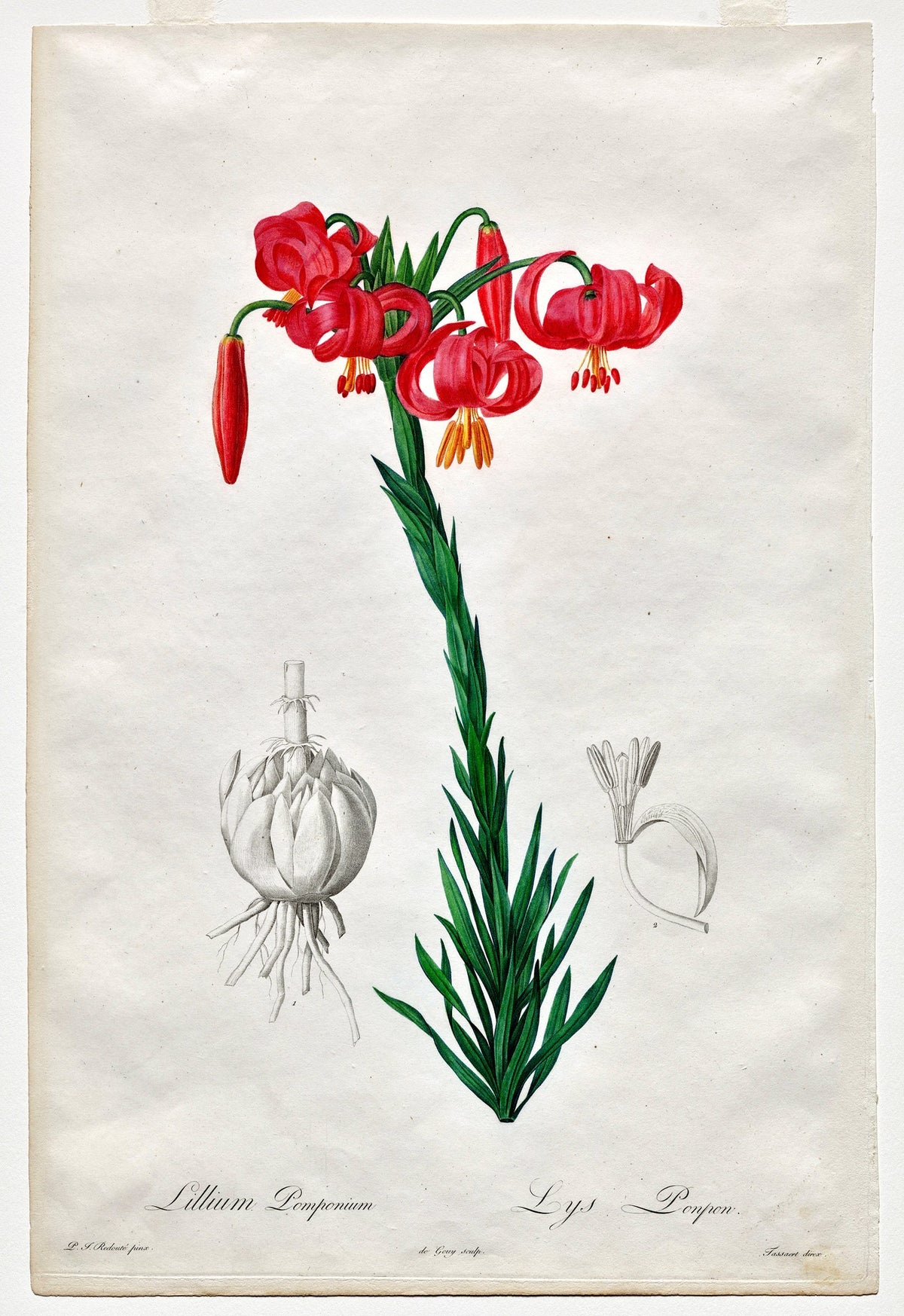 Turban Lily (Les Liliacées), unframed artwork